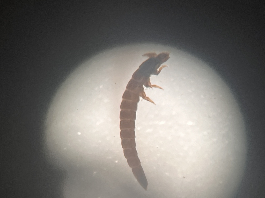 Riffle Beetles in November 2025 by Anthony Ye · iNaturalist