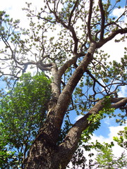 Vochysia thyrsoidea