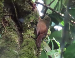 Deconychura longicauda