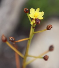 Bulbine annua
