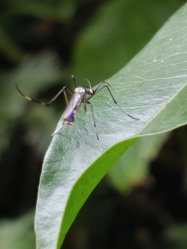 Toxorhynchites brevipalpis observed 2025-11-05