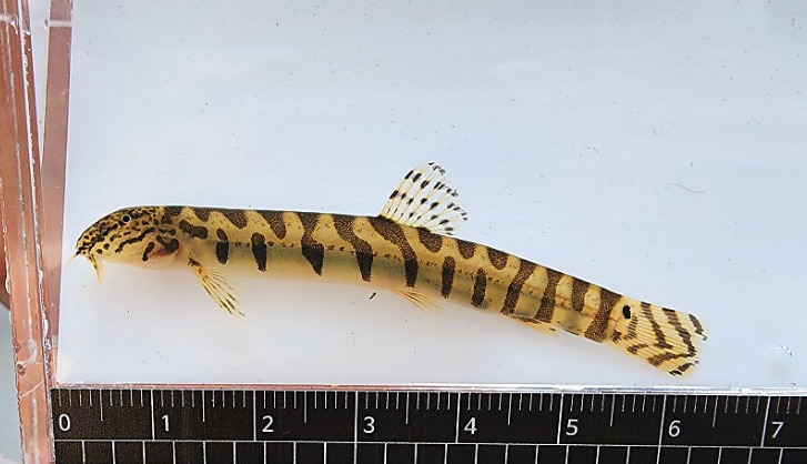 Buan spine loach