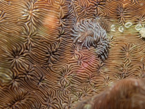 Nudibranch
