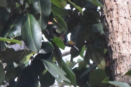 Anthreptes malacensis