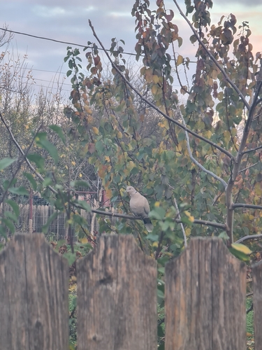 Eurasian Collared-Dove