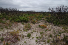 Microdon dubius