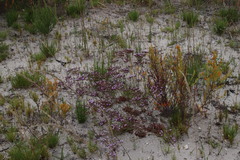 Limonium scabrum scabrum