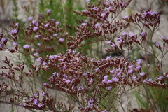 Limonium scabrum scabrum
