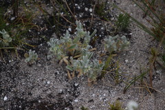 Centella tridentata tridentata