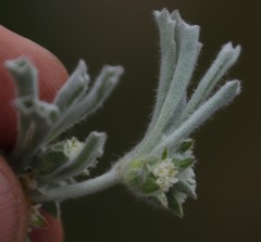 Centella tridentata tridentata