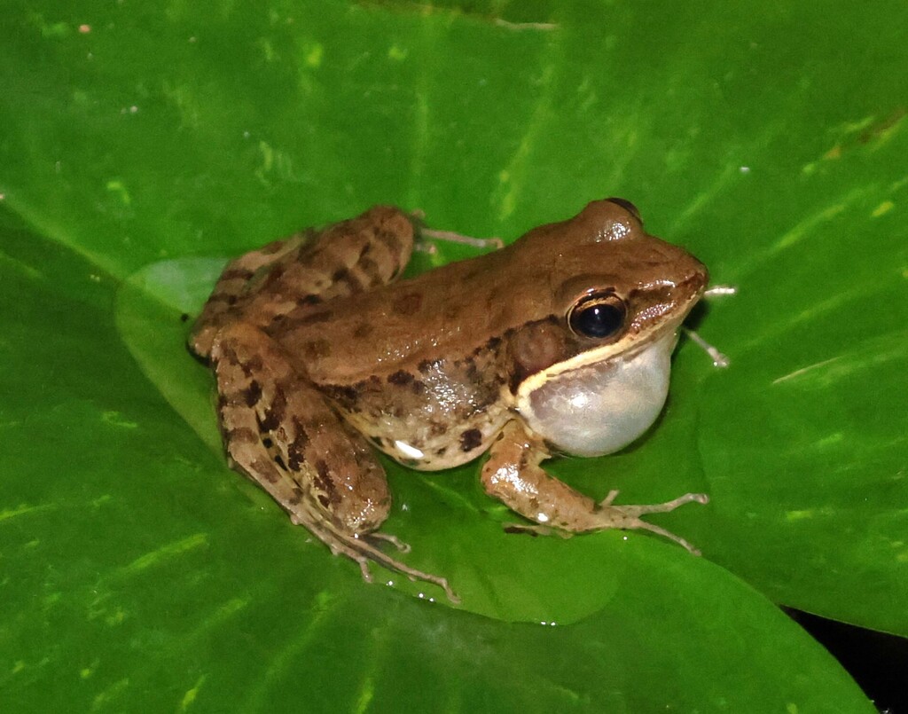 Black-striped Frog