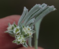 Centella tridentata tridentata