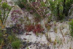 Limonium scabrum scabrum