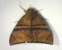 Ophisma
