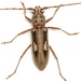 Escarabajos Marcas de Marfil - Photo (c) Mike Quinn, Austin, TX, algunos derechos reservados (CC BY-NC), uploaded by Mike Quinn, Austin, TX