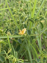 Crotalaria lotoides