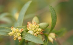 Pimelea microcephala