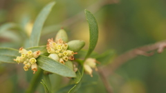 Pimelea microcephala