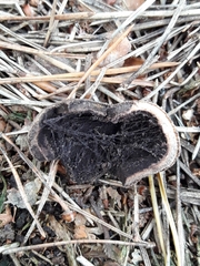 Elaphomyces granulatus