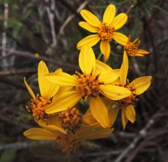 Coreopsis petrophila