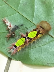 Morpho menelaus amathonte