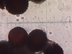Elaphomyces granulatus