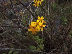 Coreopsis petrophila