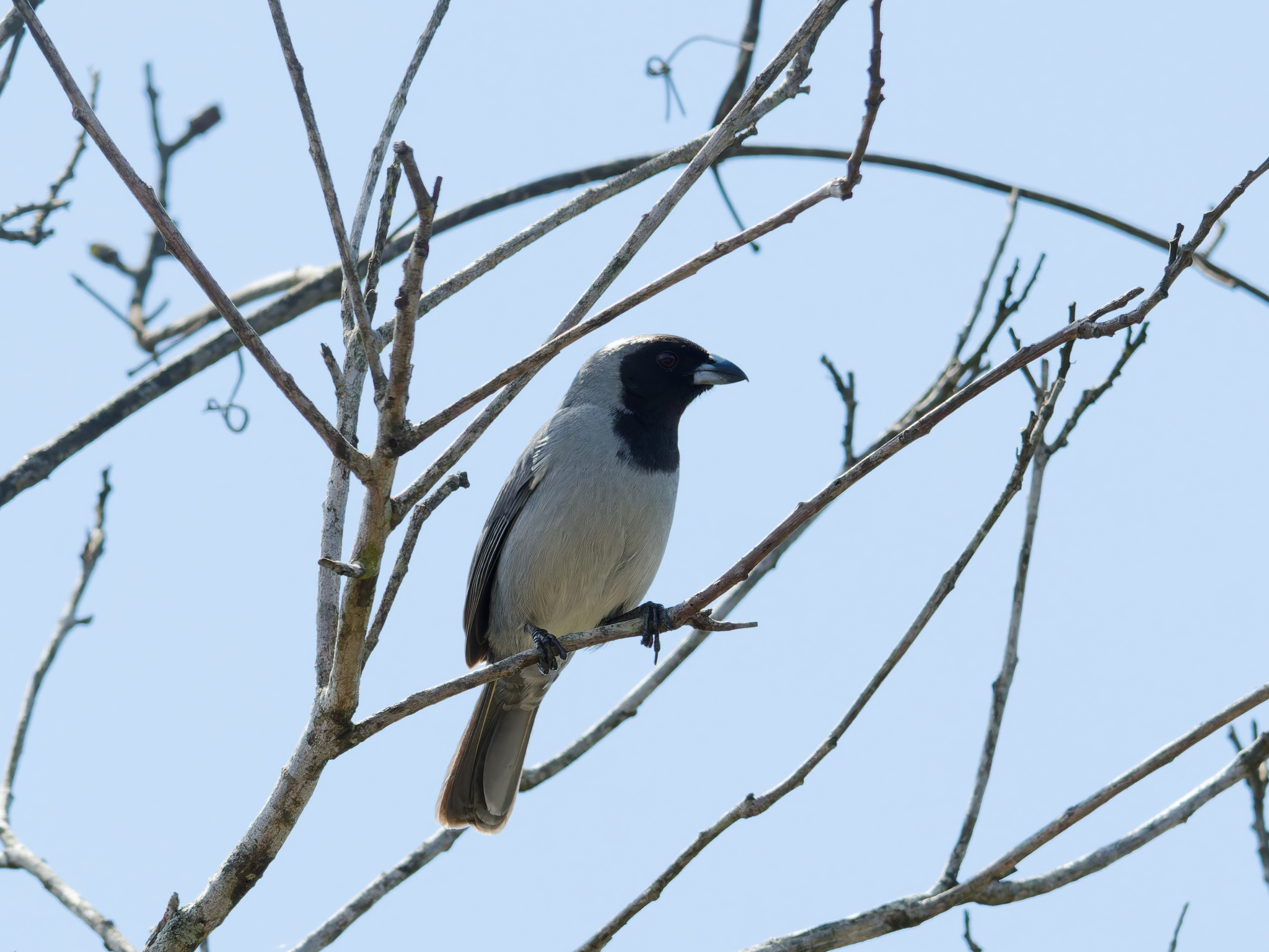 Black-faced Tanager illustration
