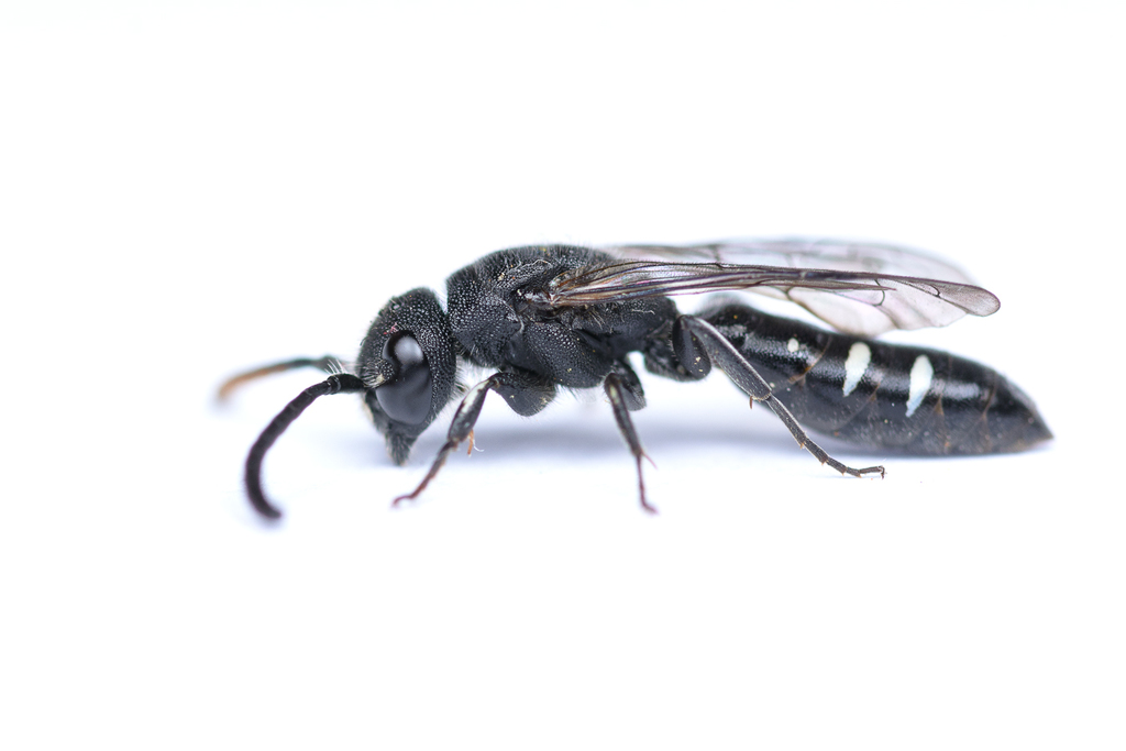 Five-spotted Club-horned Wasp