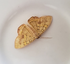 Phrygionis auriferaria