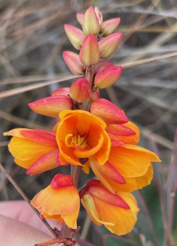 Ochnaceae observed 2025-11-03