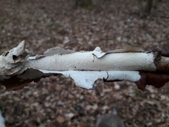 Vuilleminia comedens