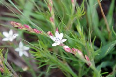 Oxygonum dregeanum