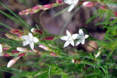 Oxygonum dregeanum