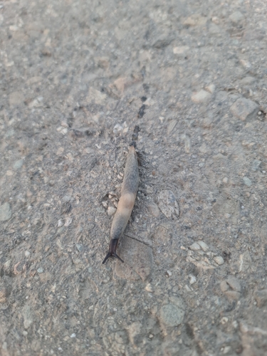 Black-headed Slug