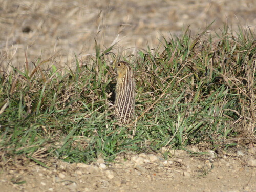 Thirteen-lined Ground Squirrel observed by tyrannidae