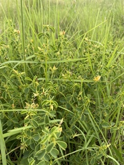 Crotalaria lotoides