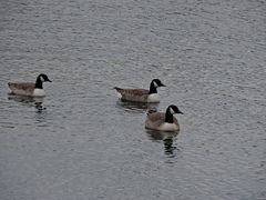Branta canadensis