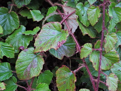 Rubus tricolor