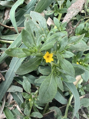 Euploca katangensis (Euploca katangensis)