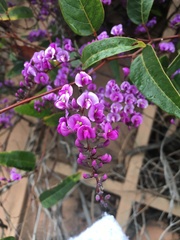 Hardenbergia