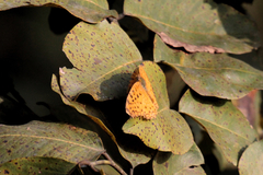 Phalanta phalantha