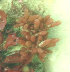 Botryocladia pseudodichotoma