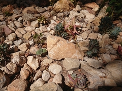Podarcis filfolensis maltensis