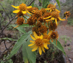 Verbesina angustifolia