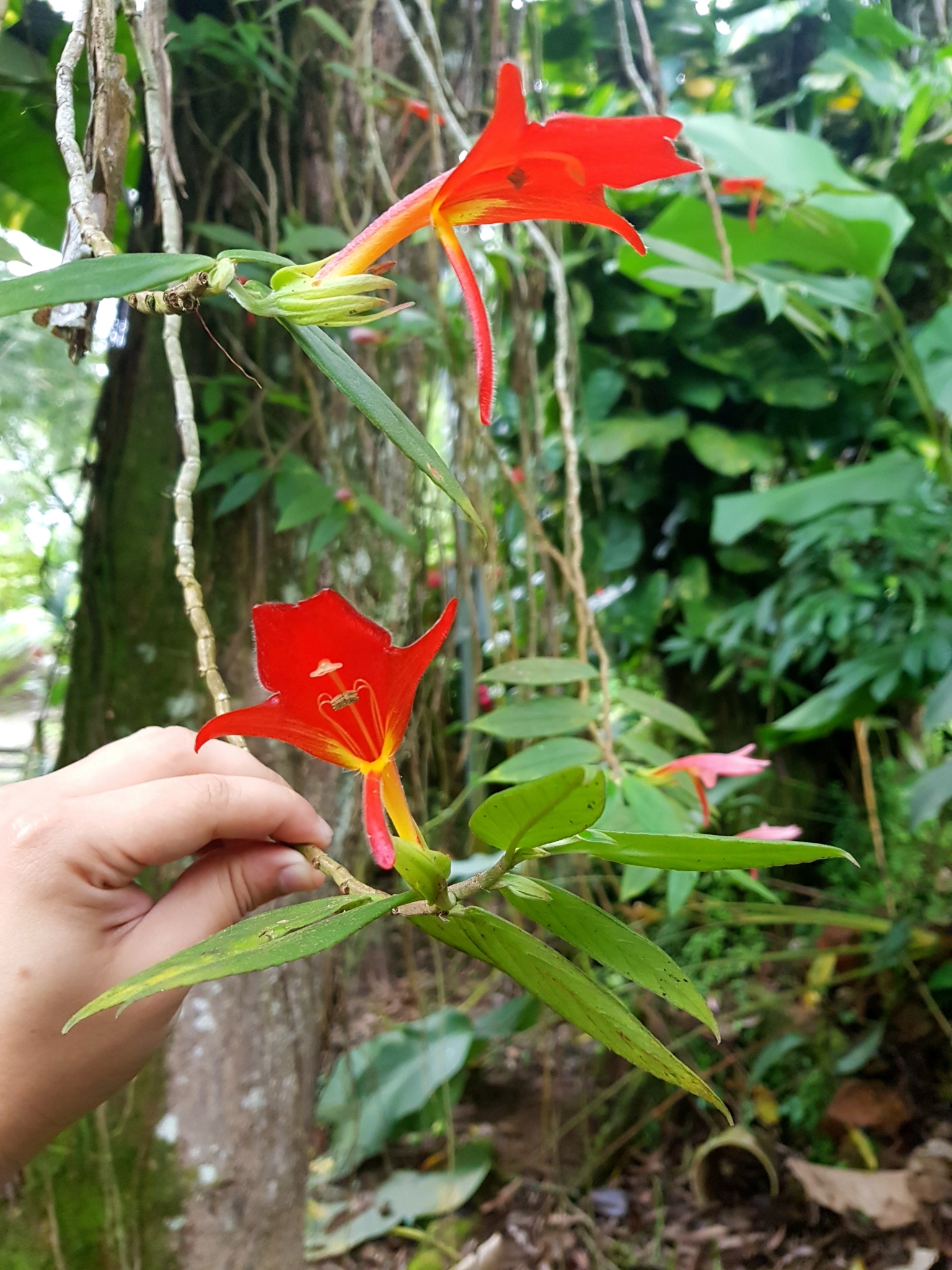 Columnea nicaraguensis
