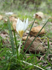 Crocus hyemalis