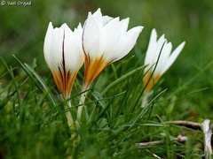 Crocus hyemalis