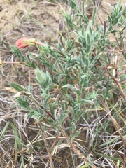 Oenothera mollissima