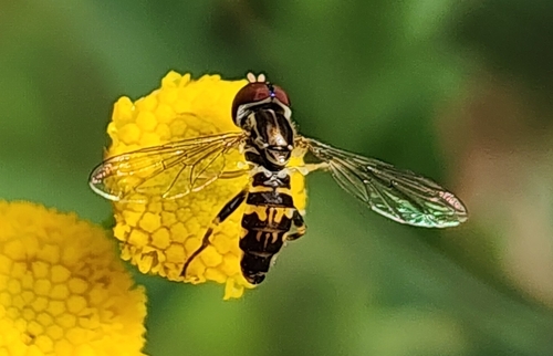 Unknown species found near Wheaton, Wheaton-Glenmont, MD, USA